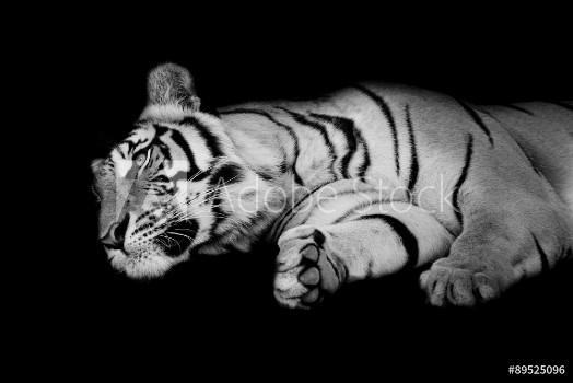 Bild på black  white tiger sleep on ones side isolated on black backgr